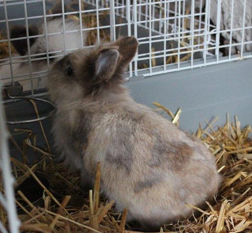 Kanin Molly billede 5