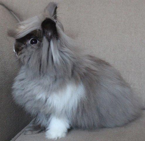 Kanin Belinda billede 1