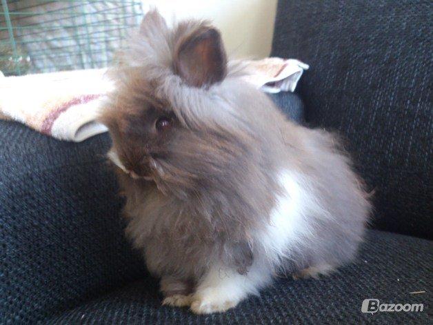 Kanin Belinda billede 2