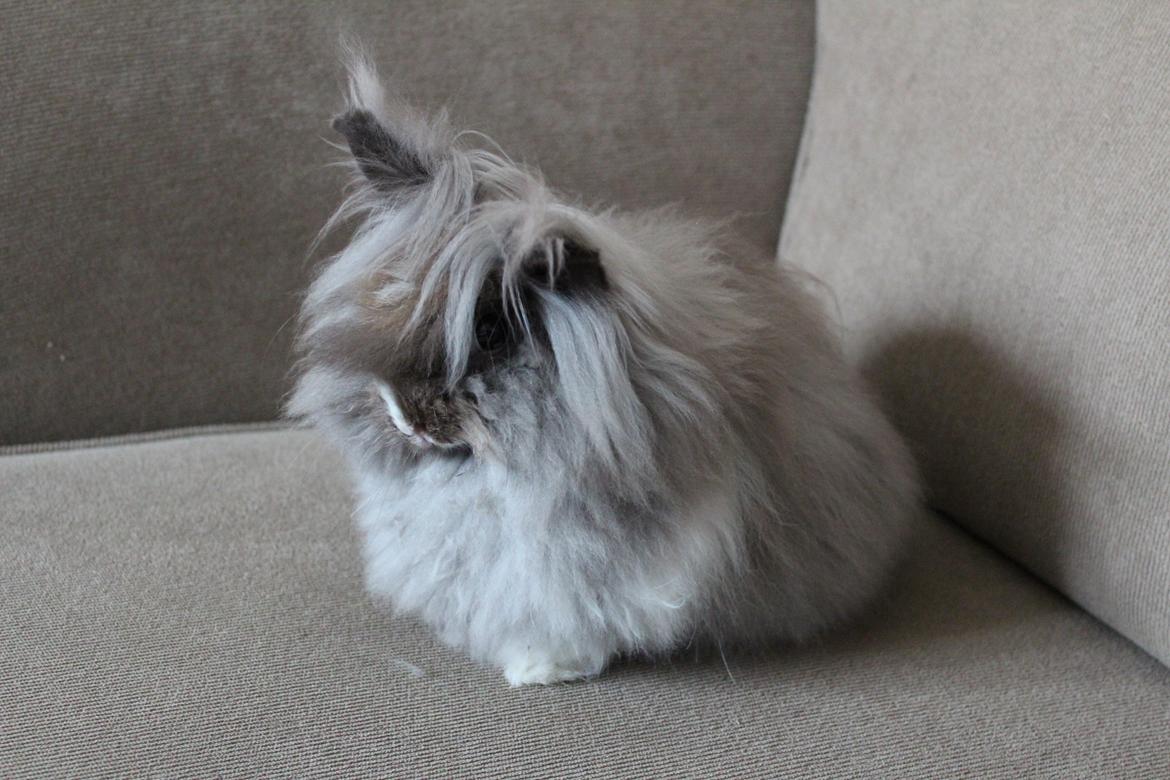 Kanin Belinda billede 3