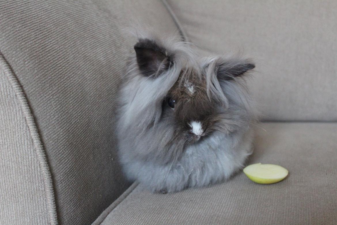 Kanin Belinda billede 4