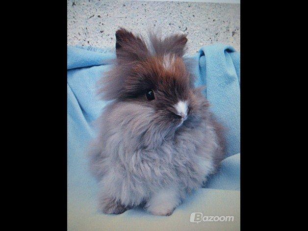 Kanin Belinda billede 5