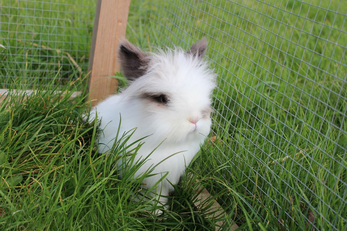 Kanin Feta billede 1