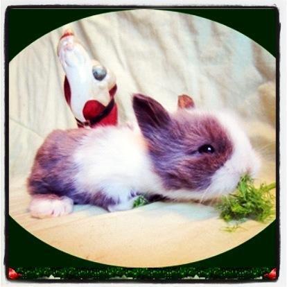 Kanin Elina von den Treenehase billede 1