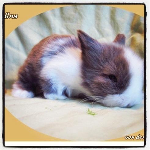 Kanin Elina von den Treenehase billede 2