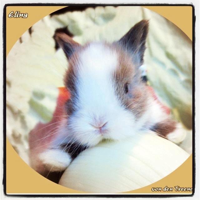 Kanin Elina von den Treenehase billede 3
