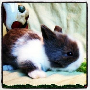 Kanin Elina von den Treenehase billede 4