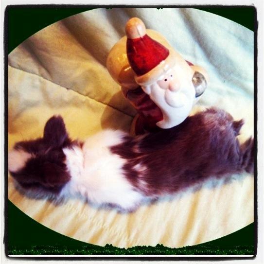 Kanin Elina von den Treenehase billede 5