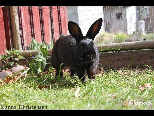 Kanin Clausen's Kiwi billede 5