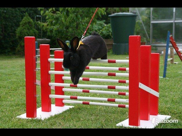 Kanin Clausen's Kiwi billede 6