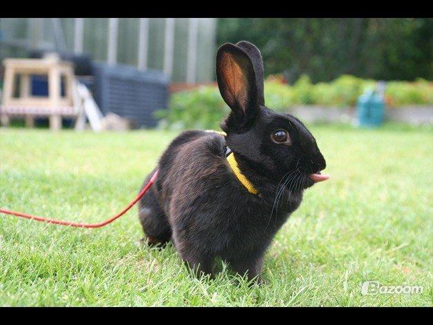 Kanin Clausen's Kiwi billede 7