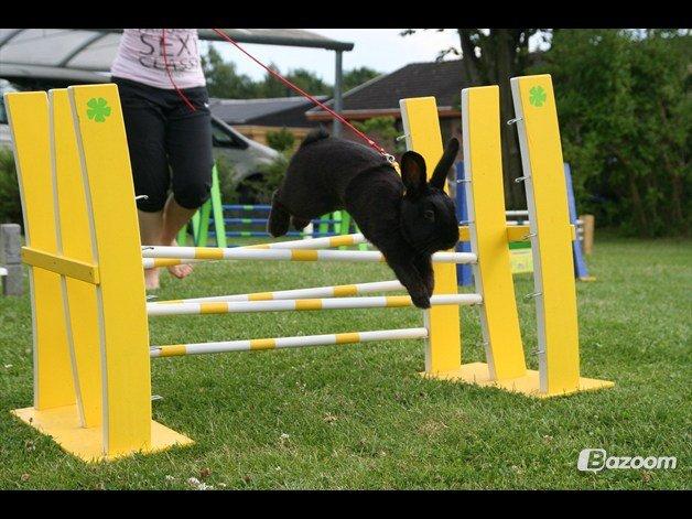 Kanin Clausen's Kiwi billede 8