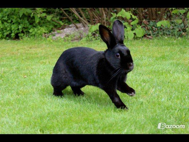 Kanin Clausen's Kiwi billede 9