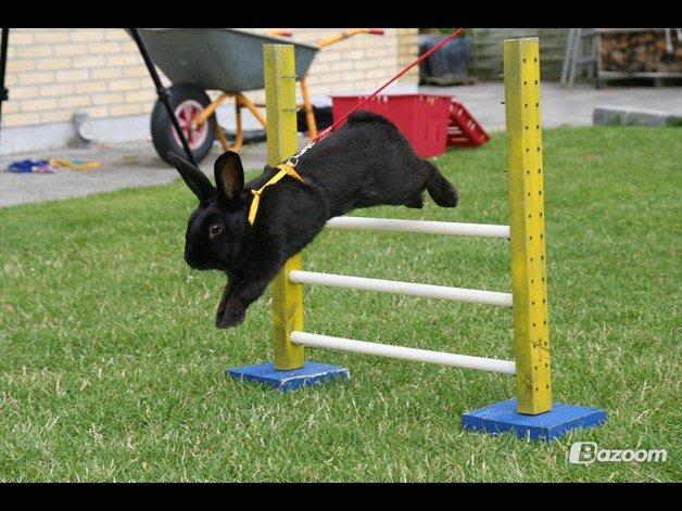 Kanin Clausen's Kiwi billede 10