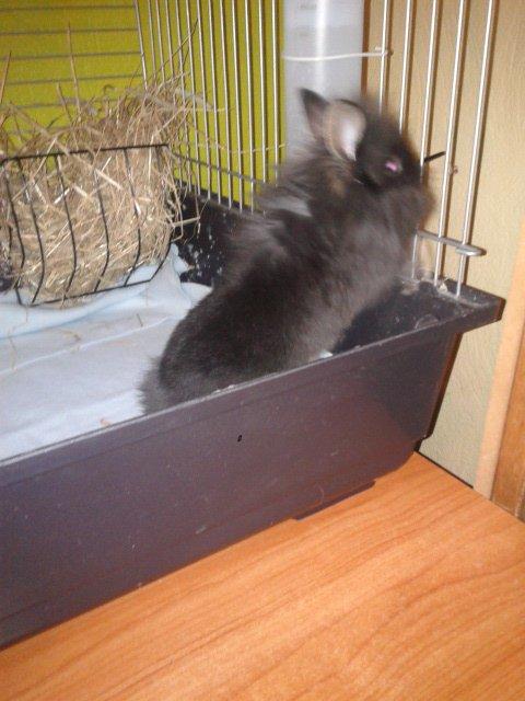 Kanin Blomst billede 6