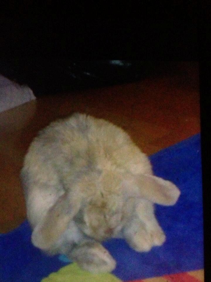 Kanin Charlotteager's Cocio [SAVNET] - haha nu kan du ikke se mig

12/12-2012 billede 1