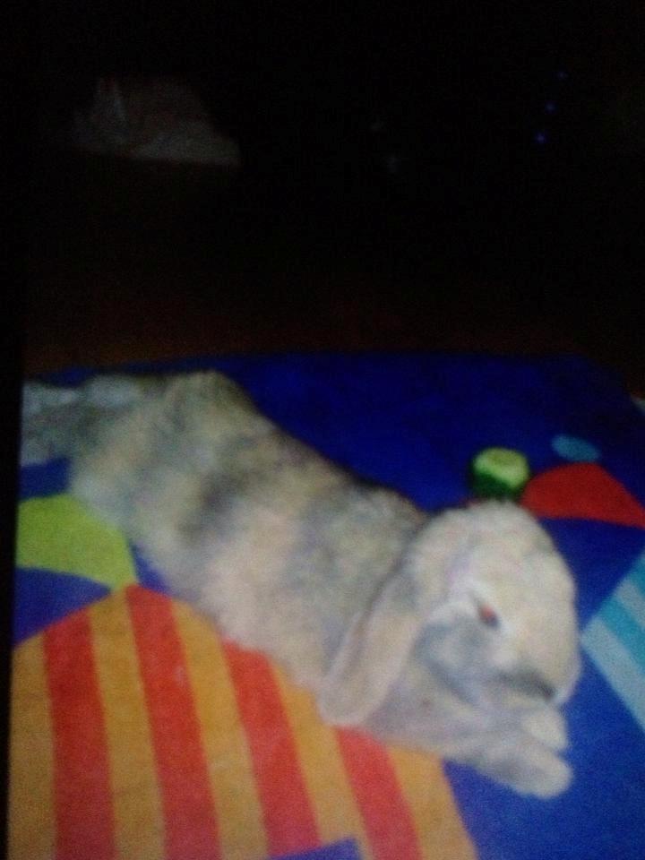 Kanin Charlotteager's Cocio [SAVNET] - er jeg ikke fin :)

12/12-2012 billede 2