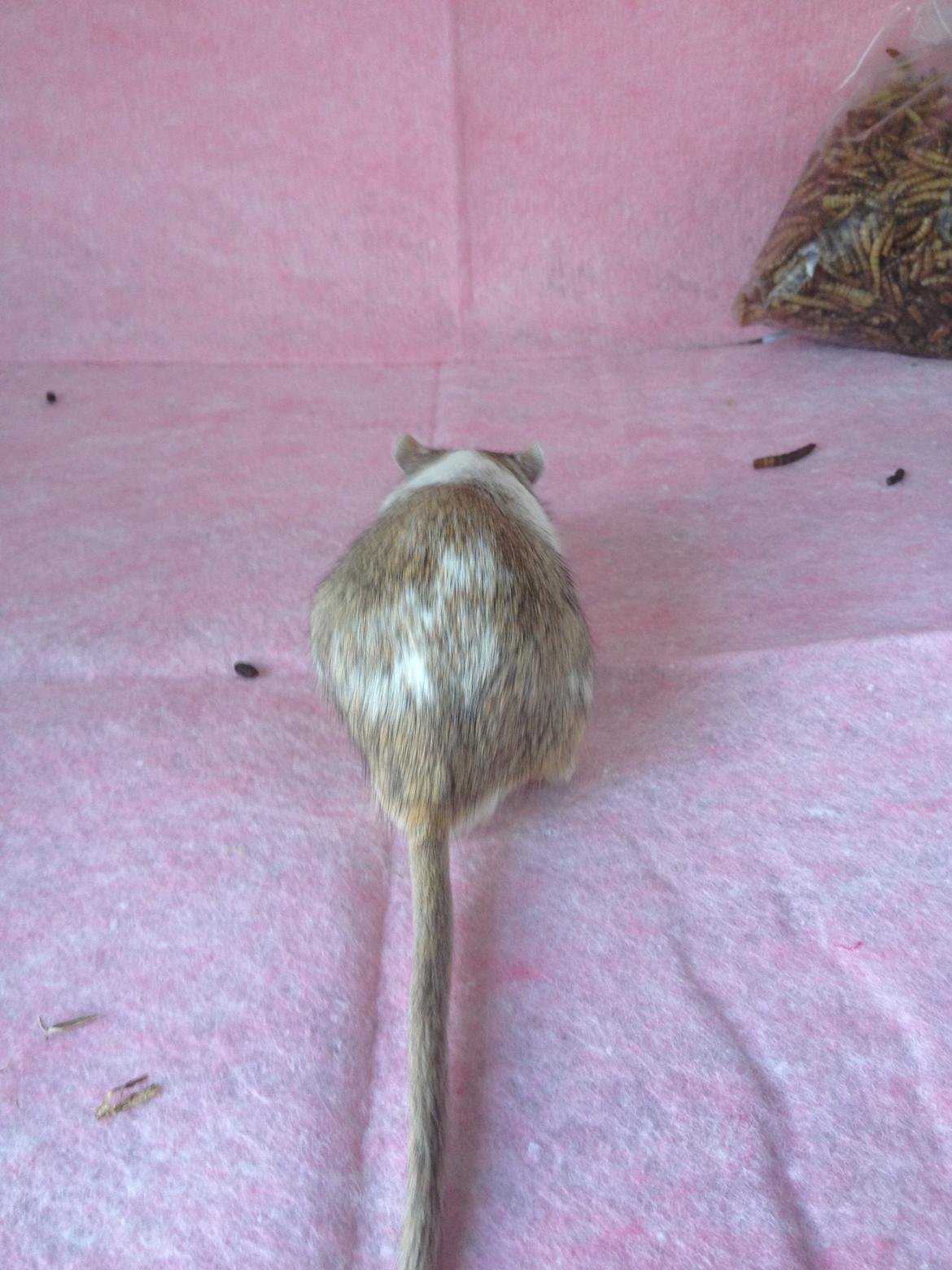 Ørkenrotte Mr. big. - Her kan man se hans aftegn som hedder mottled agouti.  billede 1