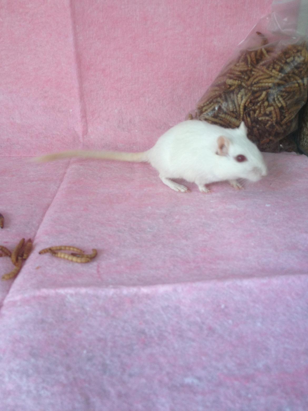 Ørkenrotte Ginny - Hendes farvevariant er Ivory Cream :) billede 1