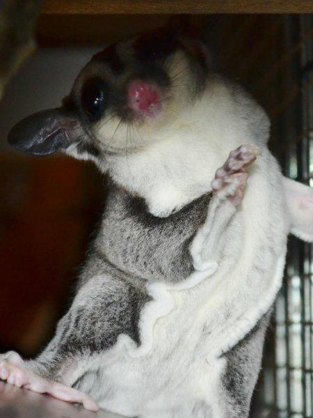 Sugar glider | Suki billede 12