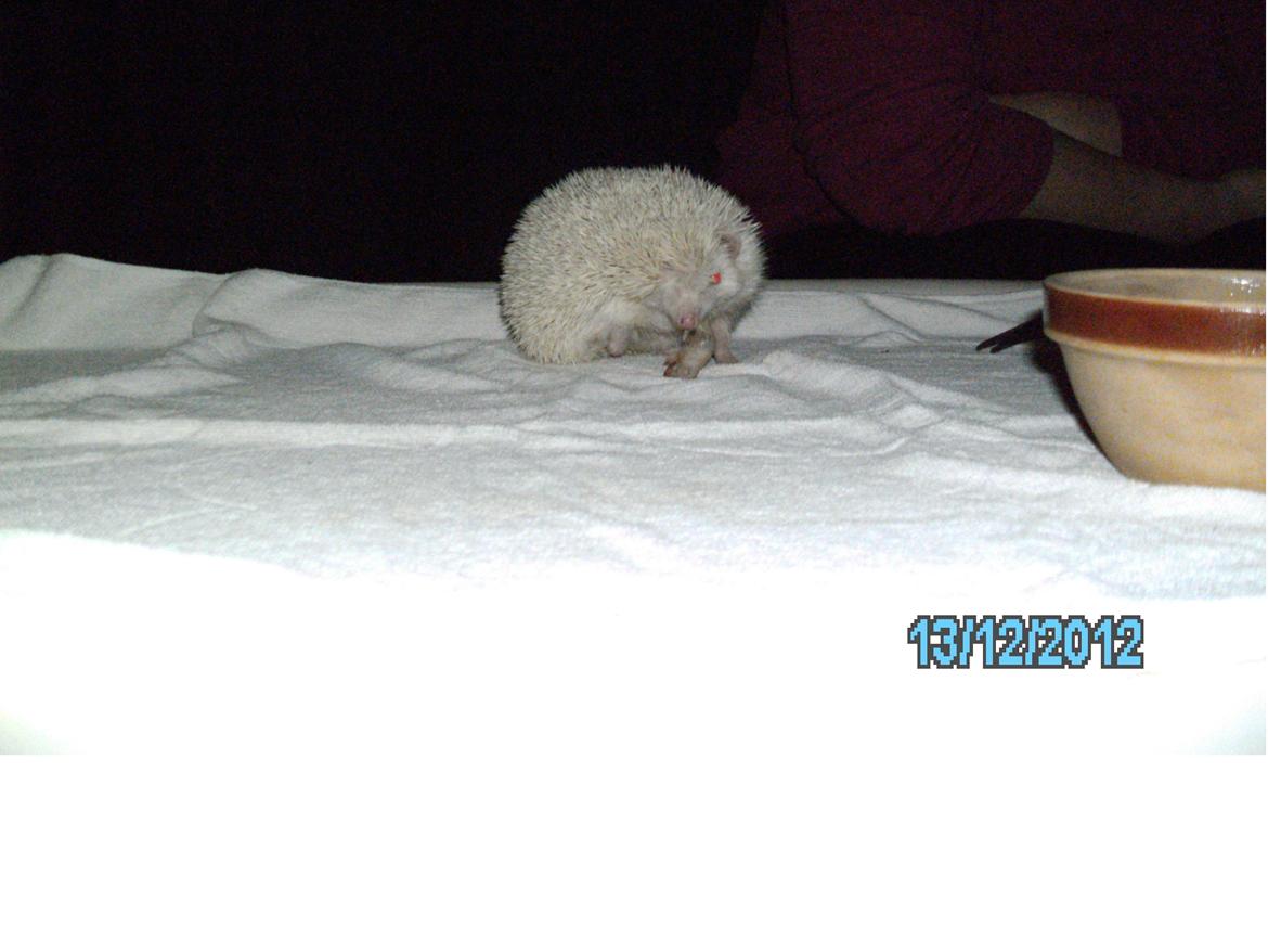 Pindsvin sabbils snow whit(lille pigen)død - hej velkommen til min profil
dec 2012 billede 1