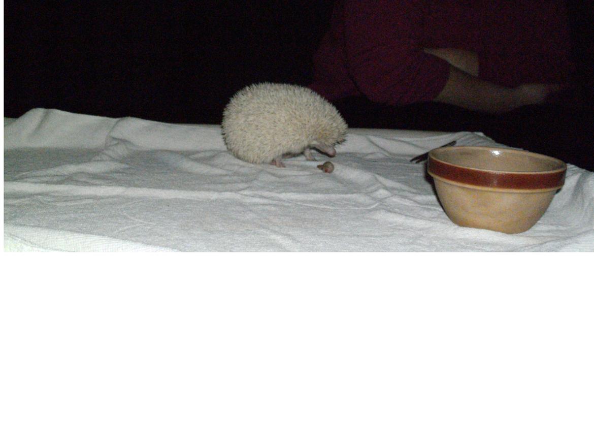 Pindsvin sabbils snow whit(lille pigen)død - dec 2012 billede 2