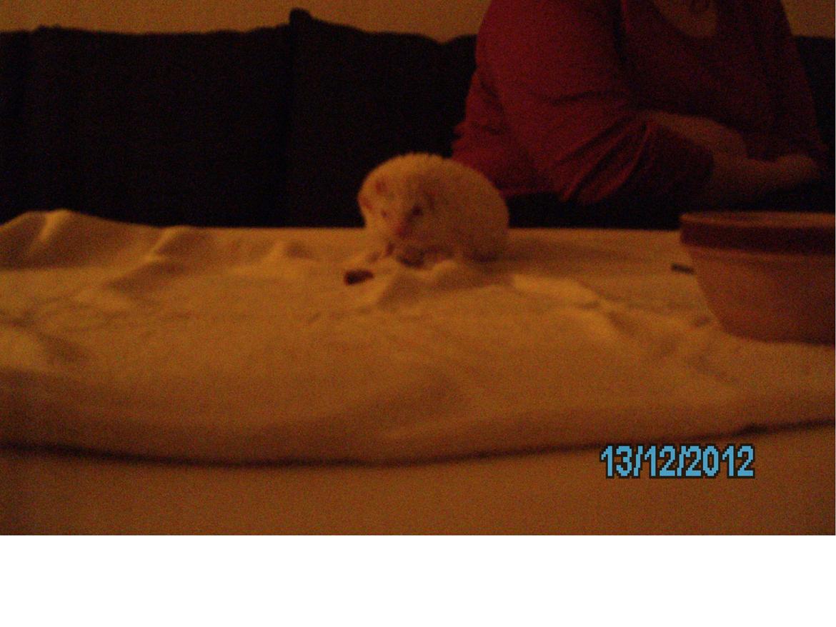 Pindsvin sabbils snow whit(lille pigen)død - dec 2012
 billede 3