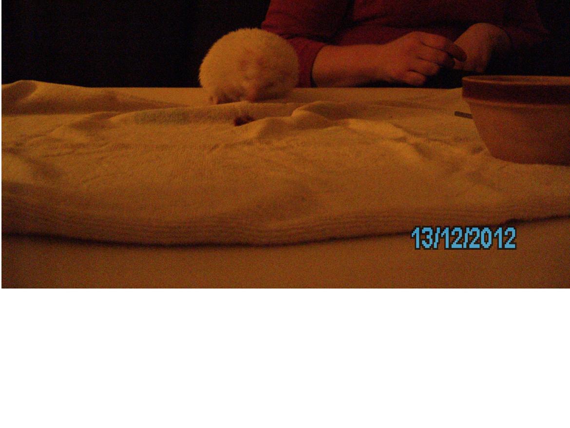 Pindsvin sabbils snow whit(lille pigen)død - dec 2012 billede 4