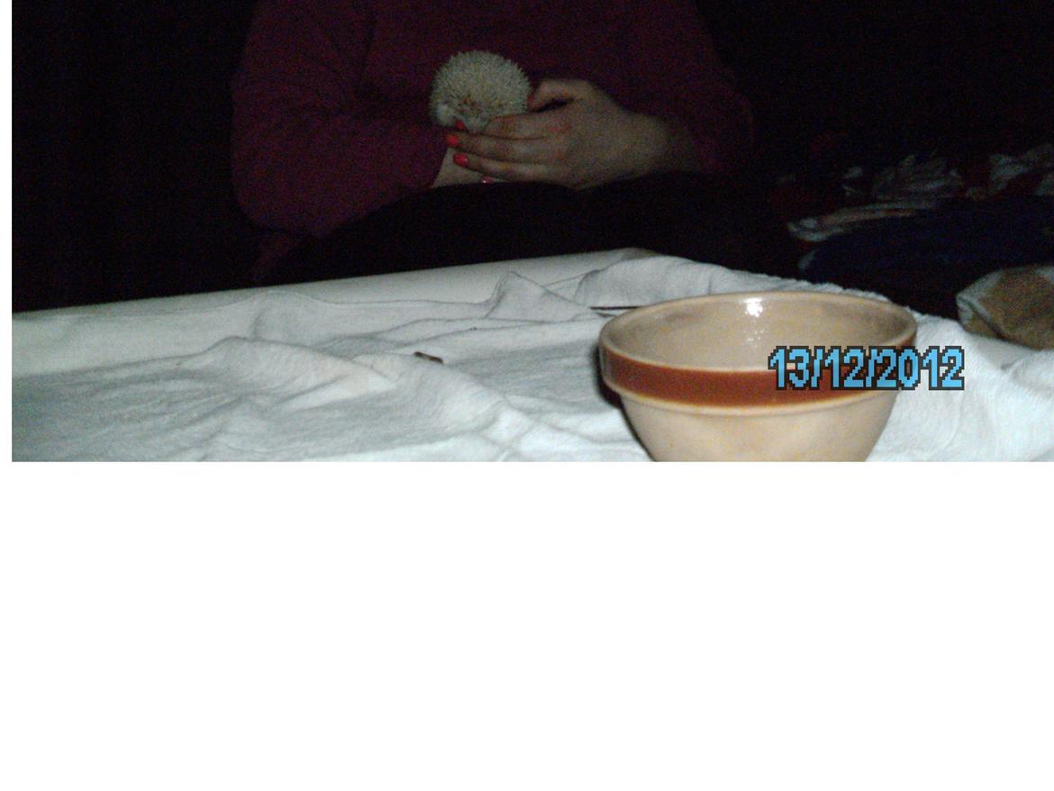 Pindsvin sabbils snow whit(lille pigen)død - dec 2012 billede 6