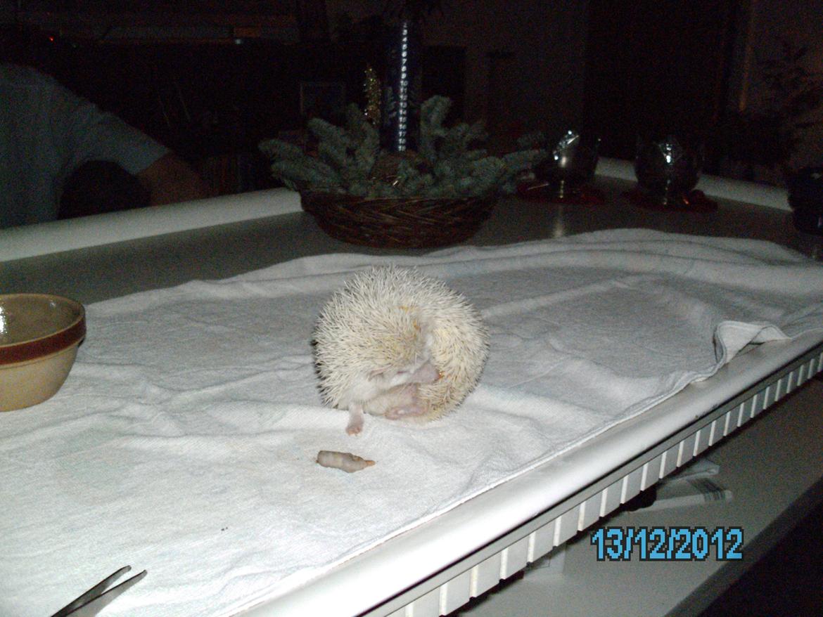 Pindsvin sabbils snow whit(lille pigen)død - man skal da lige vaskes efter sådan en lækker mus dec 2012 billede 7