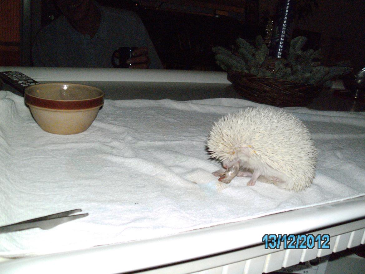 Pindsvin sabbils snow whit(lille pigen)død - det er bare godt med en lille mus dec 2012 billede 8