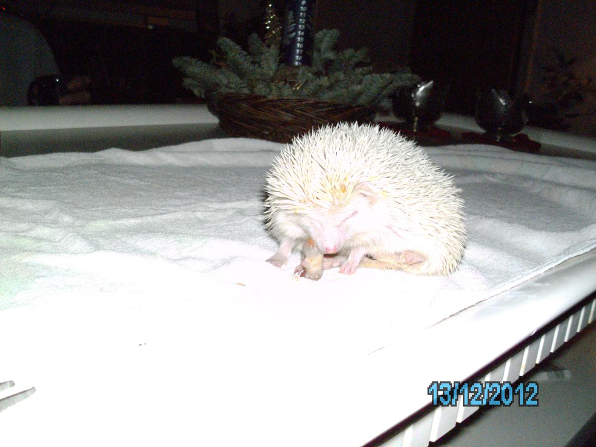 Pindsvin sabbils snow whit(lille pigen)død - der er ikke noget beder dec 2012 billede 9