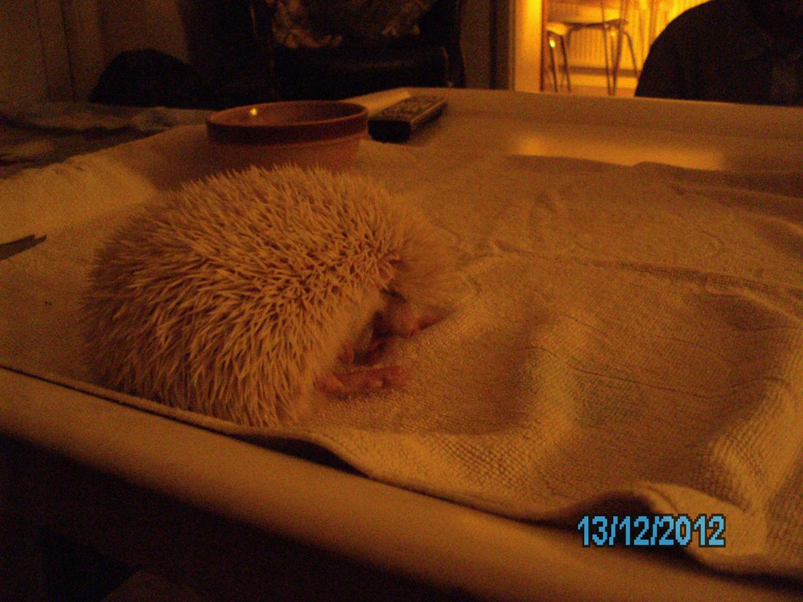 Pindsvin sabbils snow whit(lille pigen)død - man bliver altså lidt træt når man er mæt dec 2012 billede 10