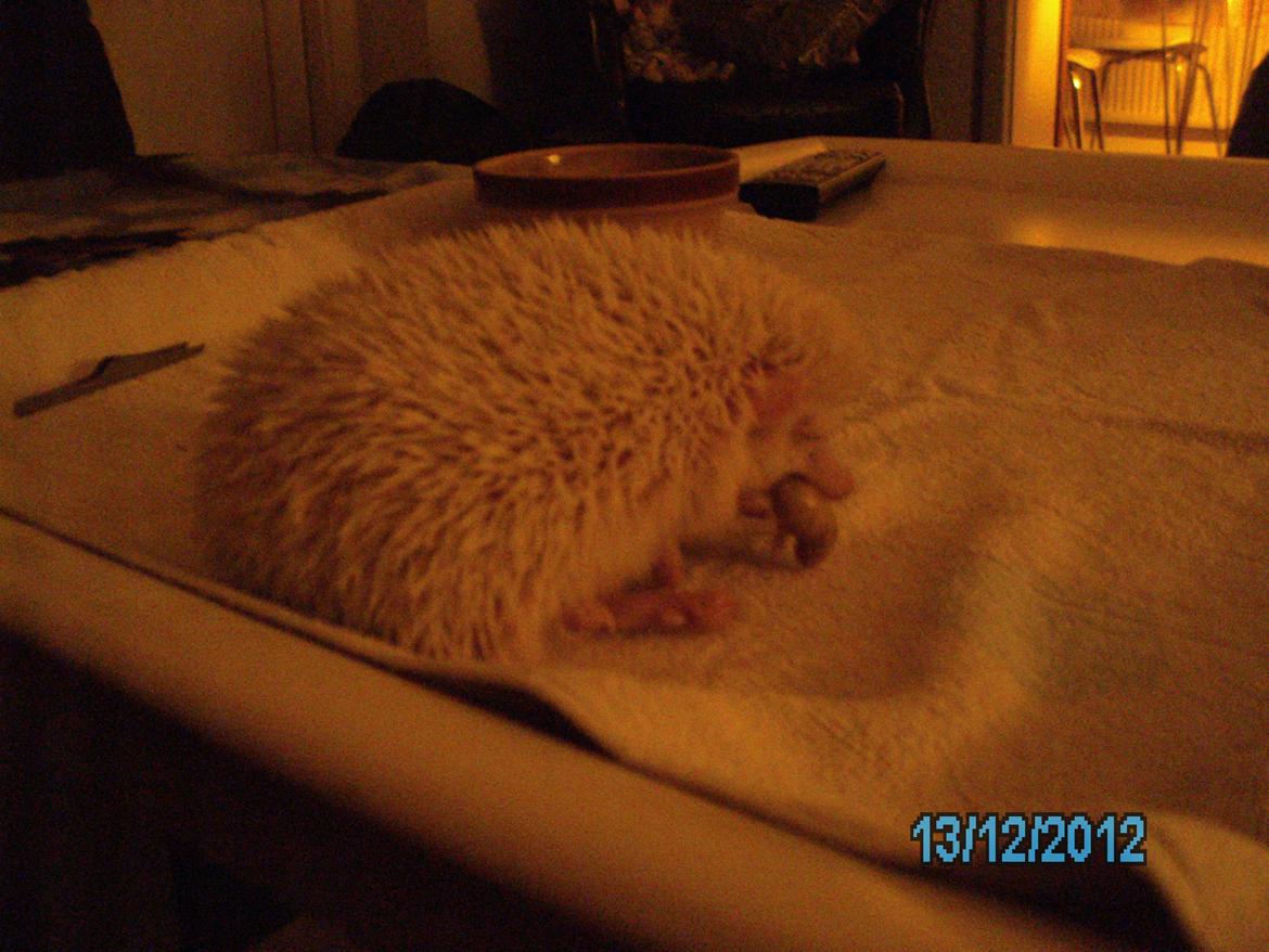 Pindsvin sabbils snow whit(lille pigen)død - dejligt med en lækker bid dec 2012 billede 11