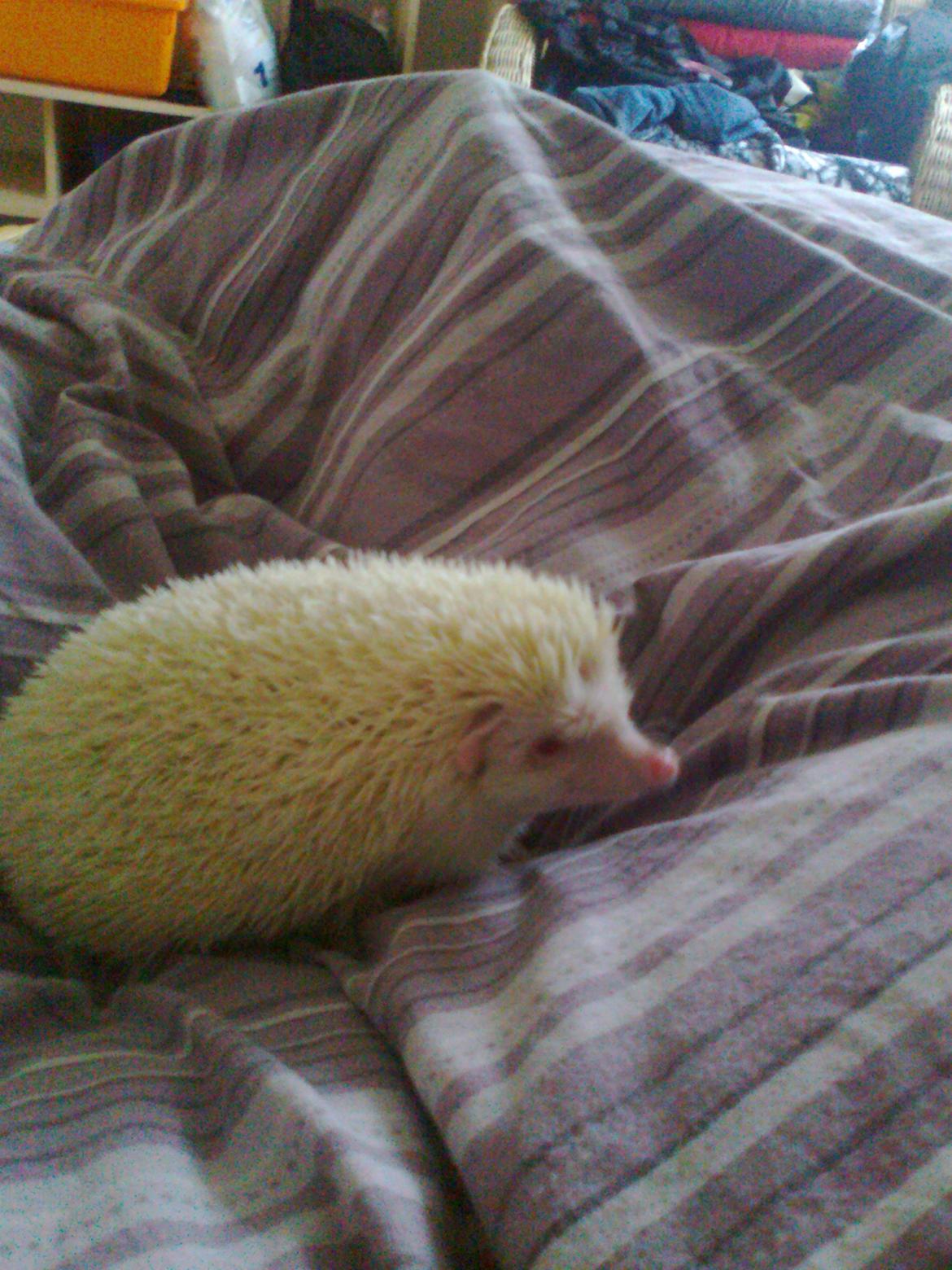 Pindsvin sabbils snow whit(lille pigen)død - nov 2012 billede 12