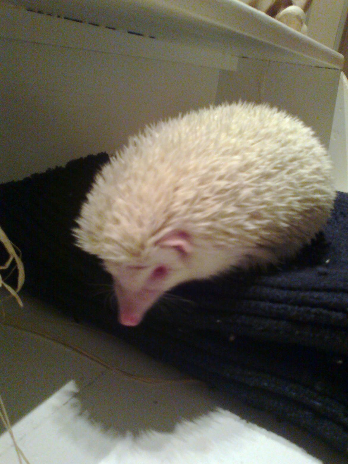 Pindsvin sabbils snow whit(lille pigen)død - nov 2012 billede 13