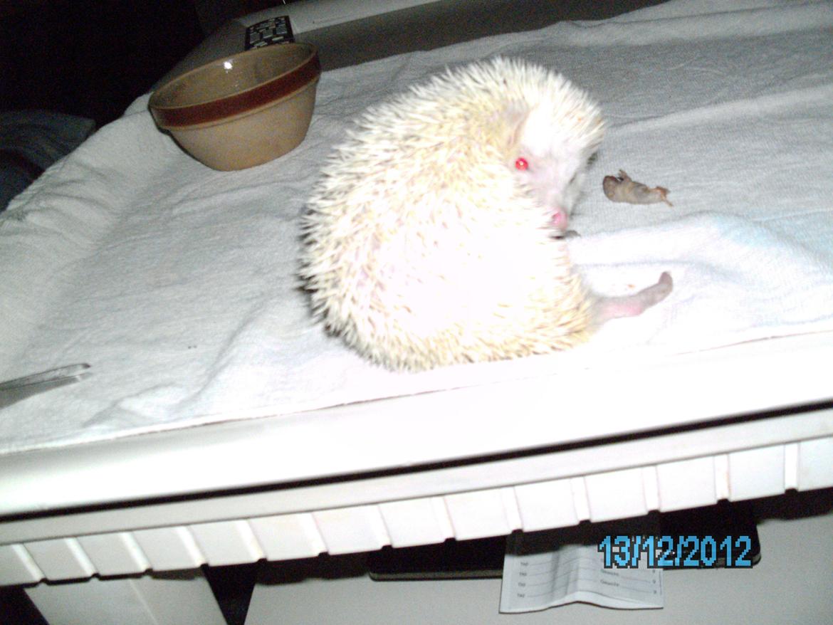 Pindsvin sabbils snow whit(lille pigen)død - tak fordi i kikket forbi dec 2012 billede 14