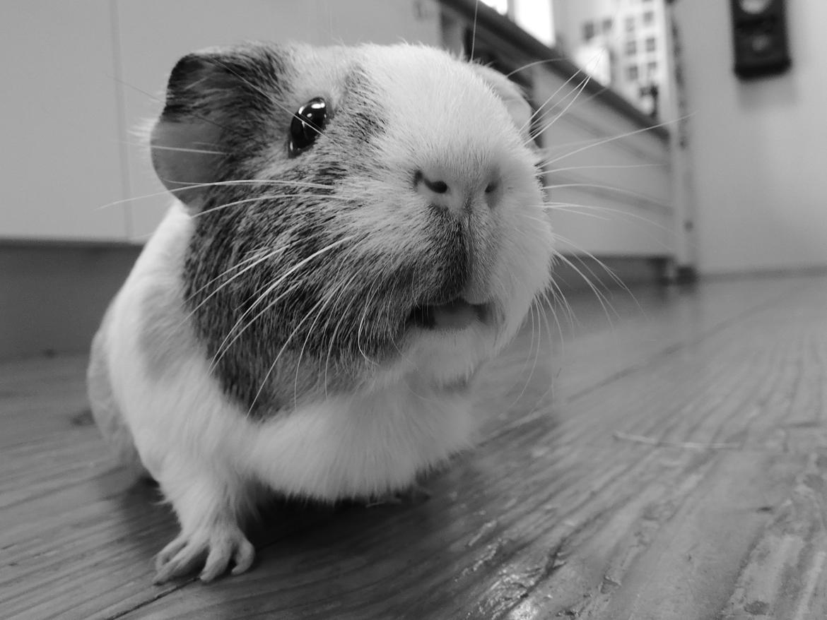 Marsvin Merle - Velkommen til Merles profil!:D<3 billede 1