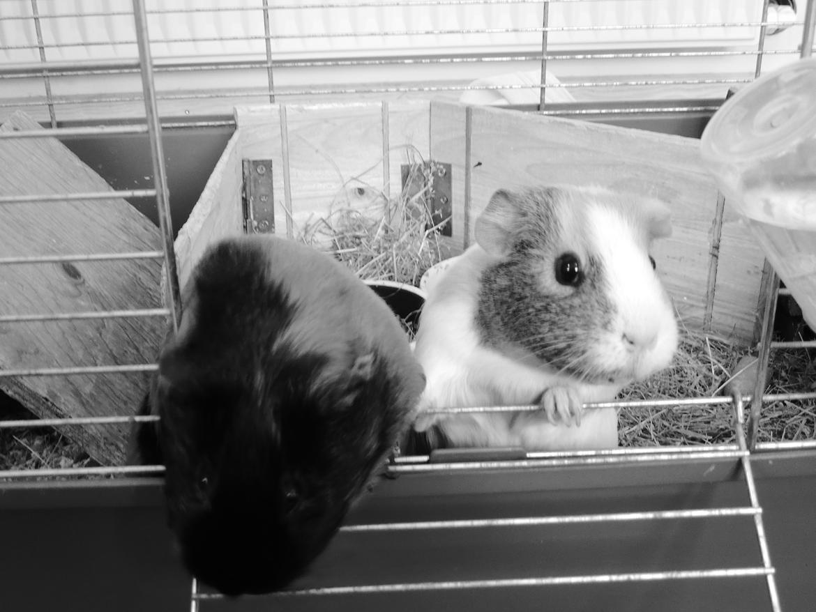 Marsvin Merle - Haha!<3:D billede 2