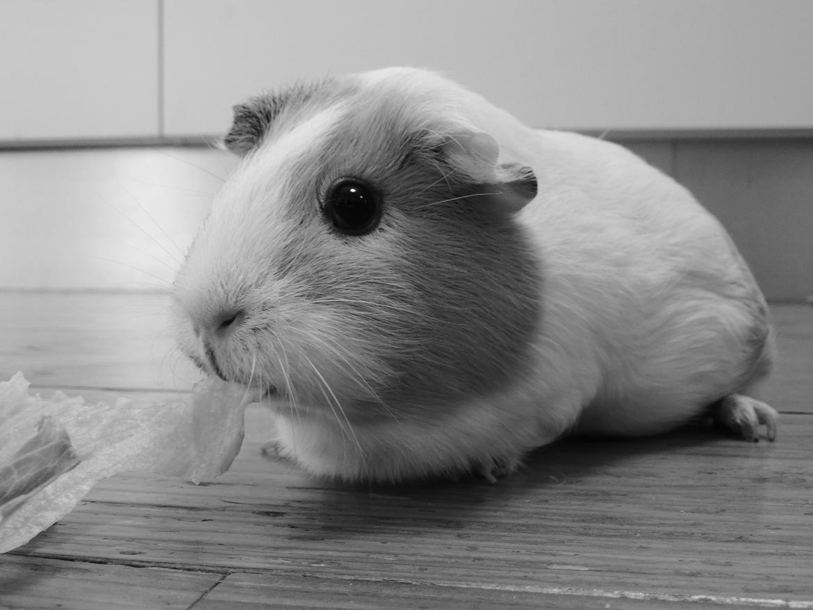 Marsvin Merle - Søde...!<3:D billede 4