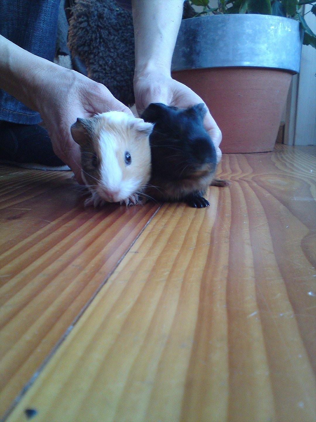 Marsvin Merle billede 5