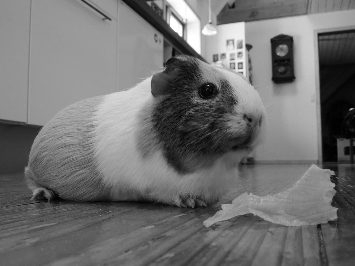 Marsvin Merle billede 8