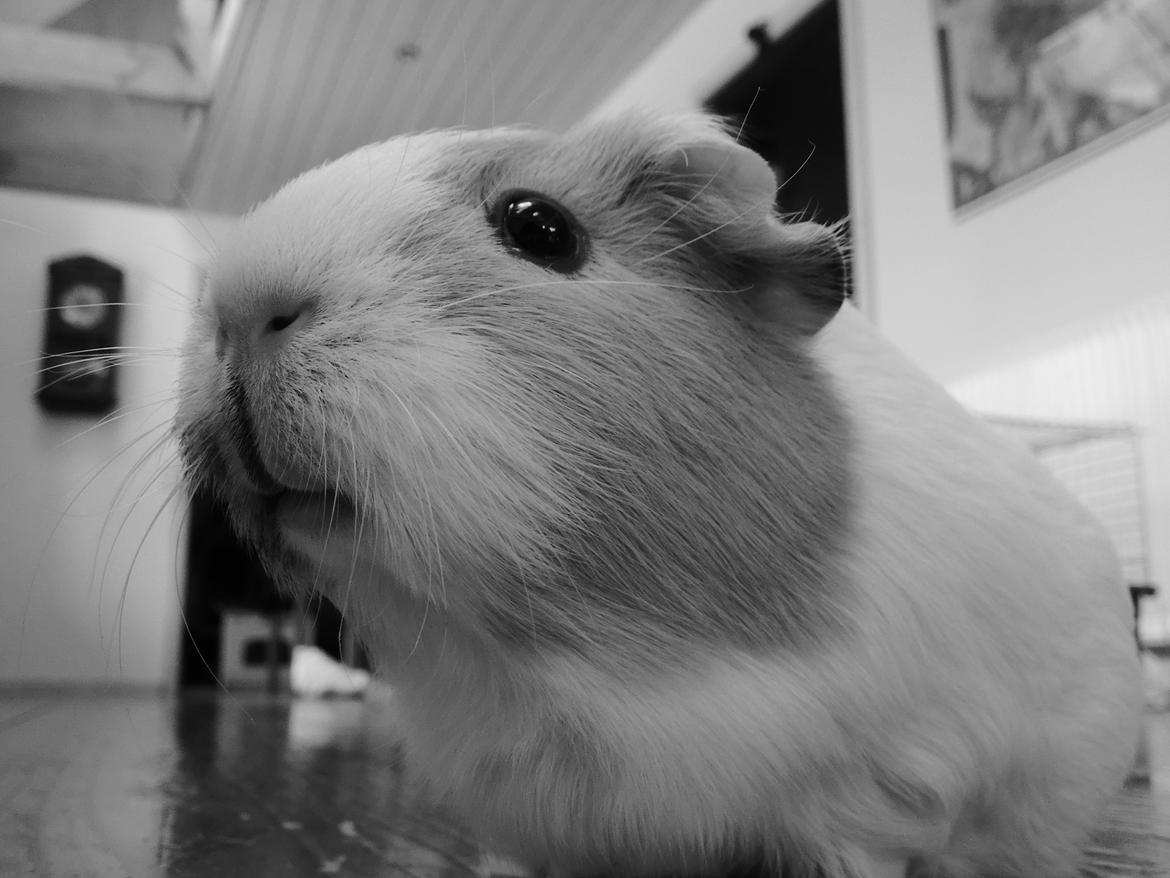 Marsvin Merle - Farvel. :D Læg gerne en kommentar og en bedømmelse!<3:D billede 17