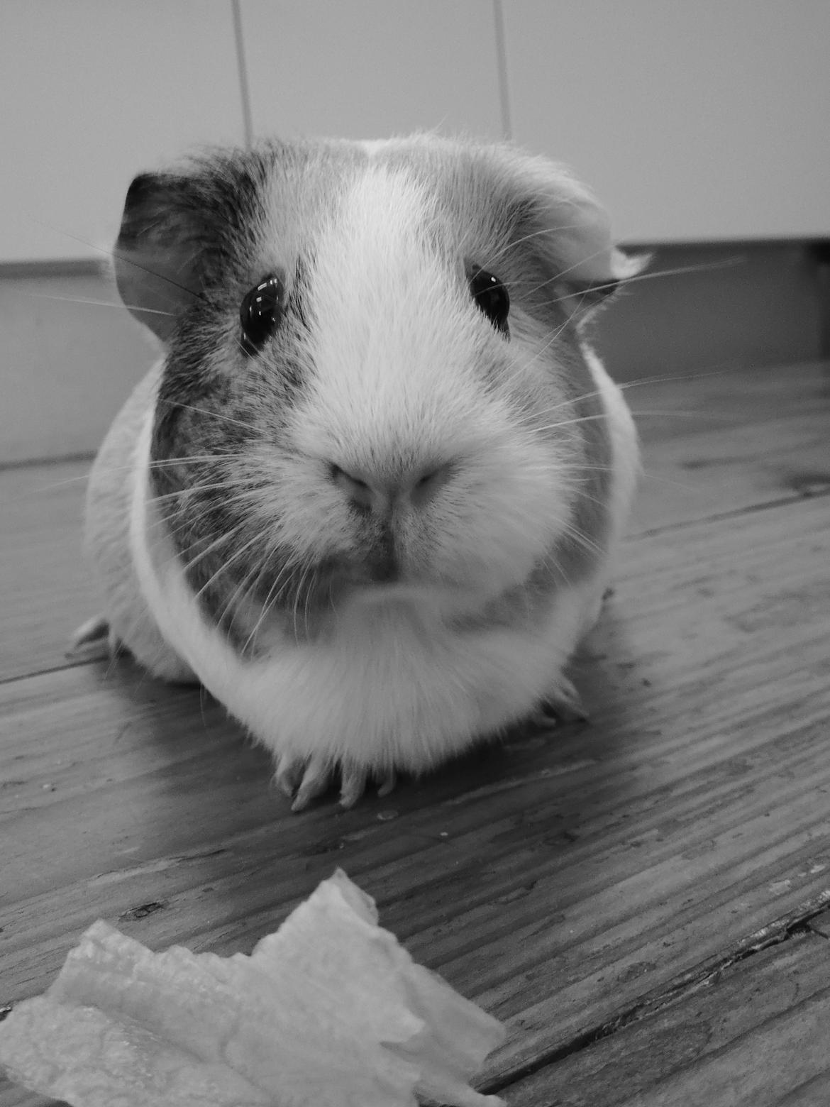 Marsvin Merle billede 16