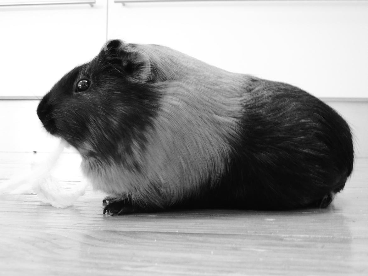 Marsvin Putte billede 2