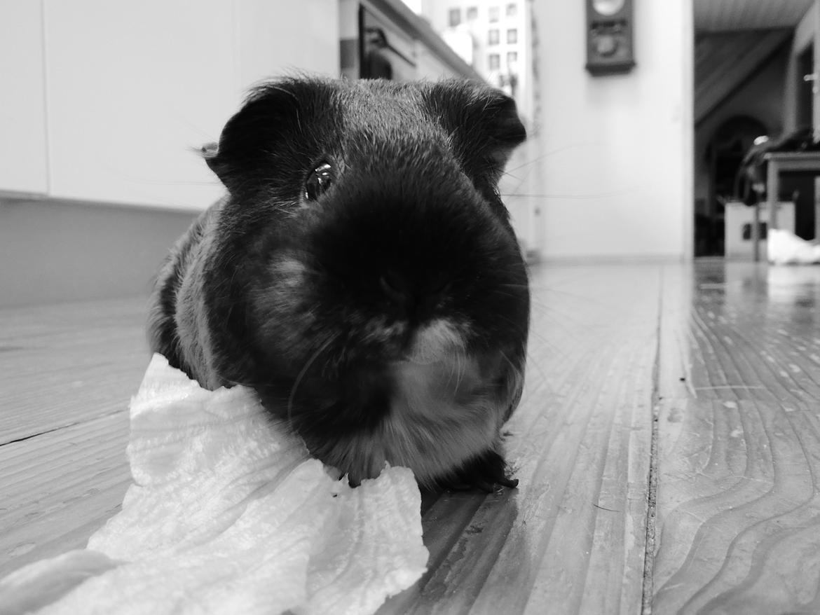 Marsvin Putte - ♥♥♥ billede 18