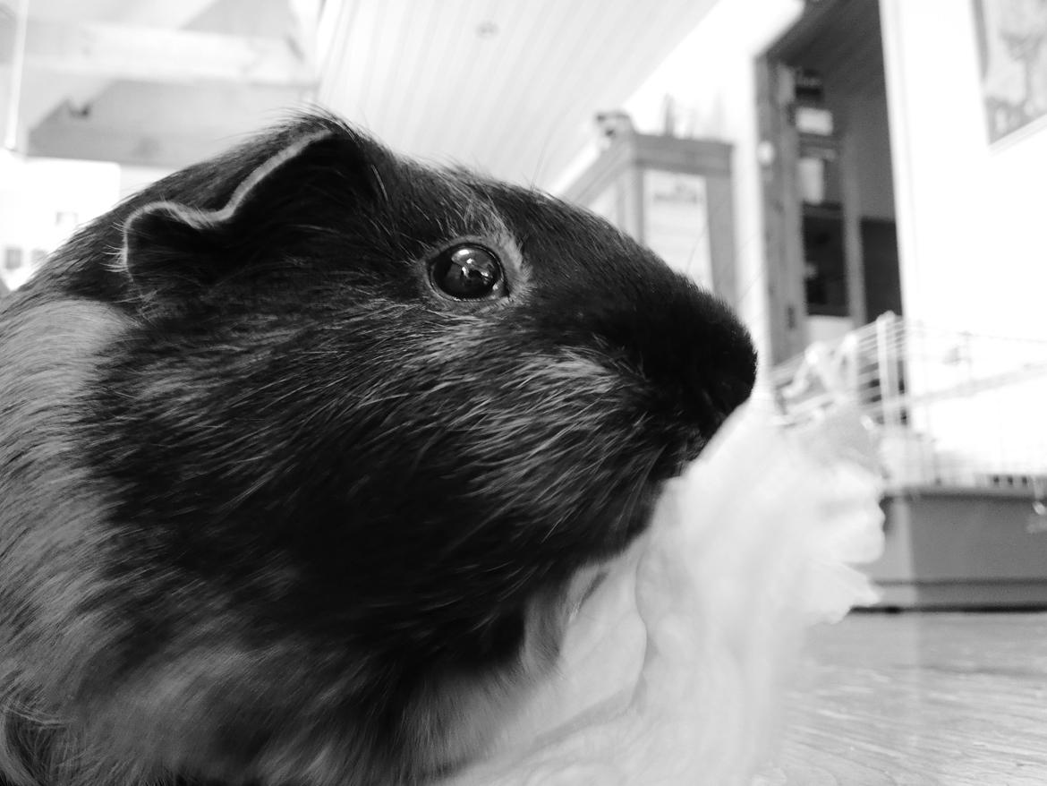 Marsvin Putte - Min lille salatspiser!:D<3 billede 3