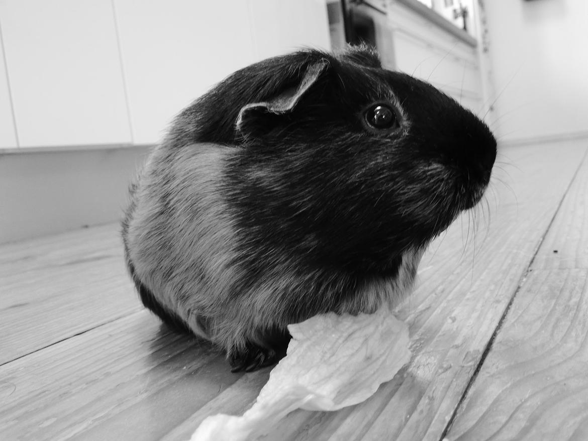 Marsvin Putte - Merle kalder!<3:D billede 6