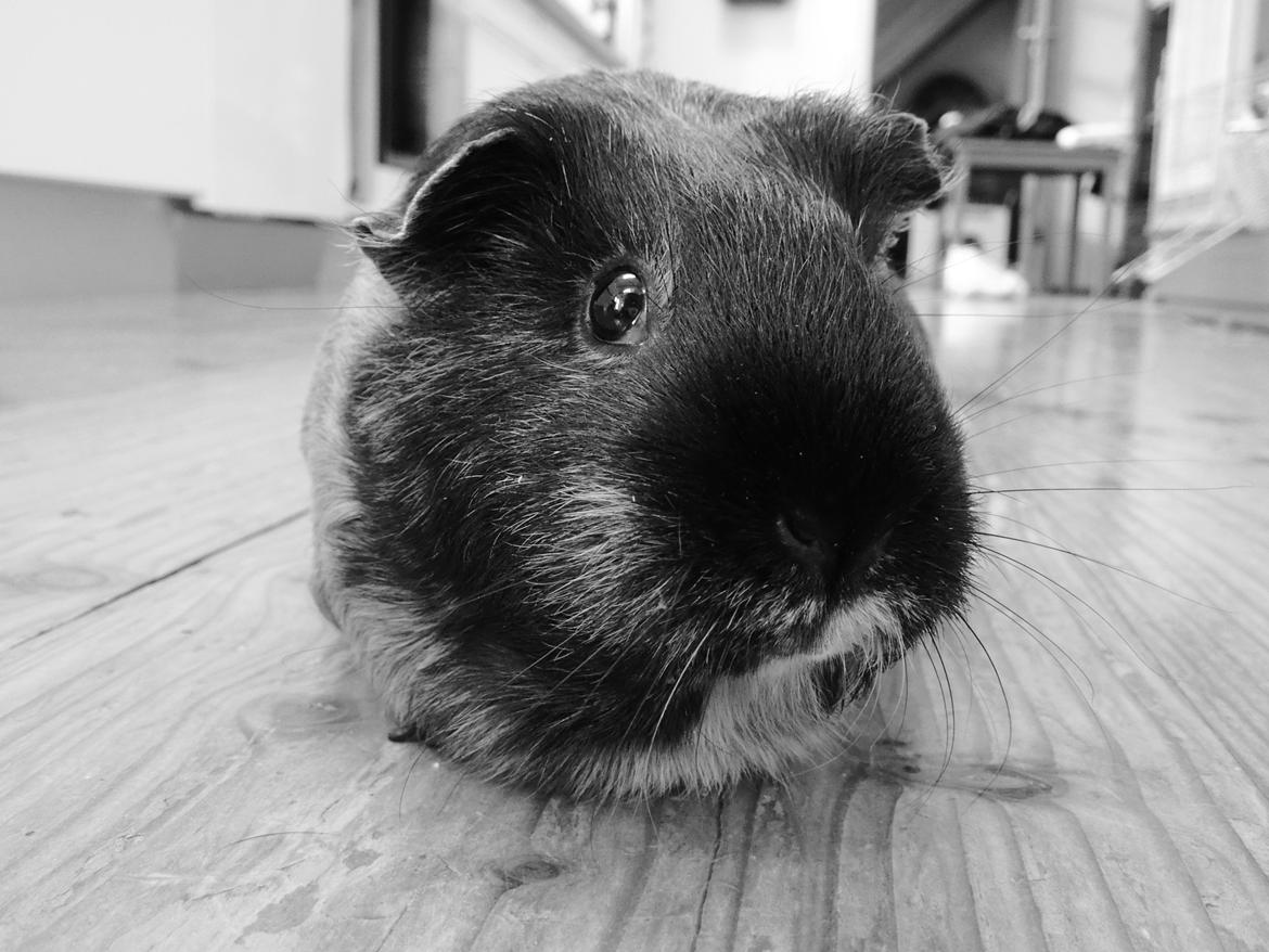 Marsvin Putte - velkommen til Puttes profil!<3:D billede 1