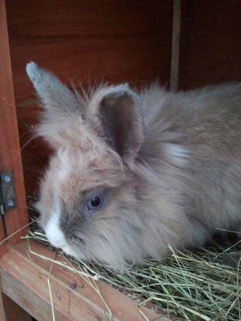 Kanin Prinsesse Candy billede 8